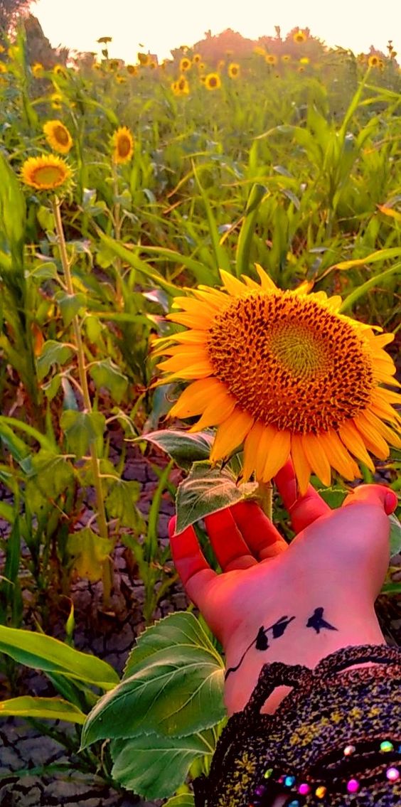 e50d0e2f1d3b6e683fa2c4c10ccd5506